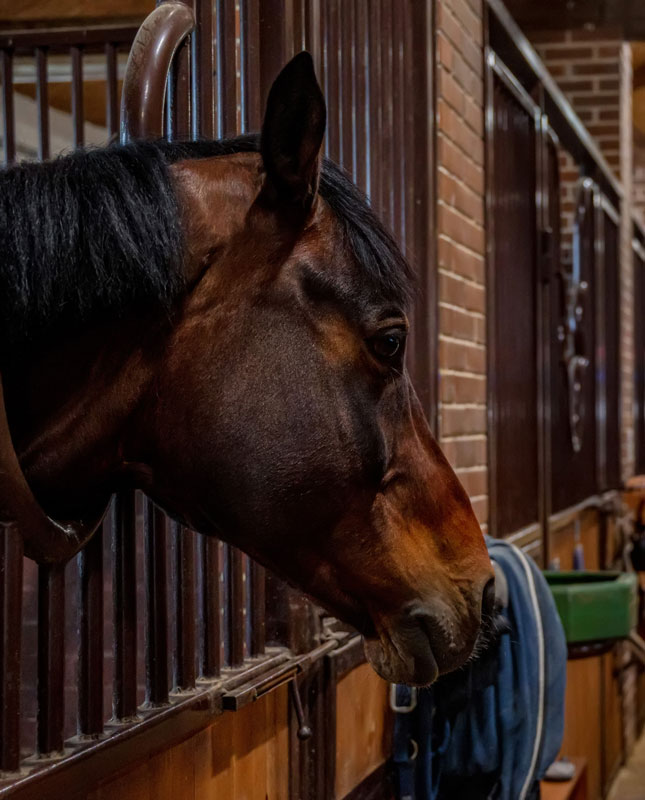 Pferdekopf in Seitenansicht in einem gepflegten Reitstall
