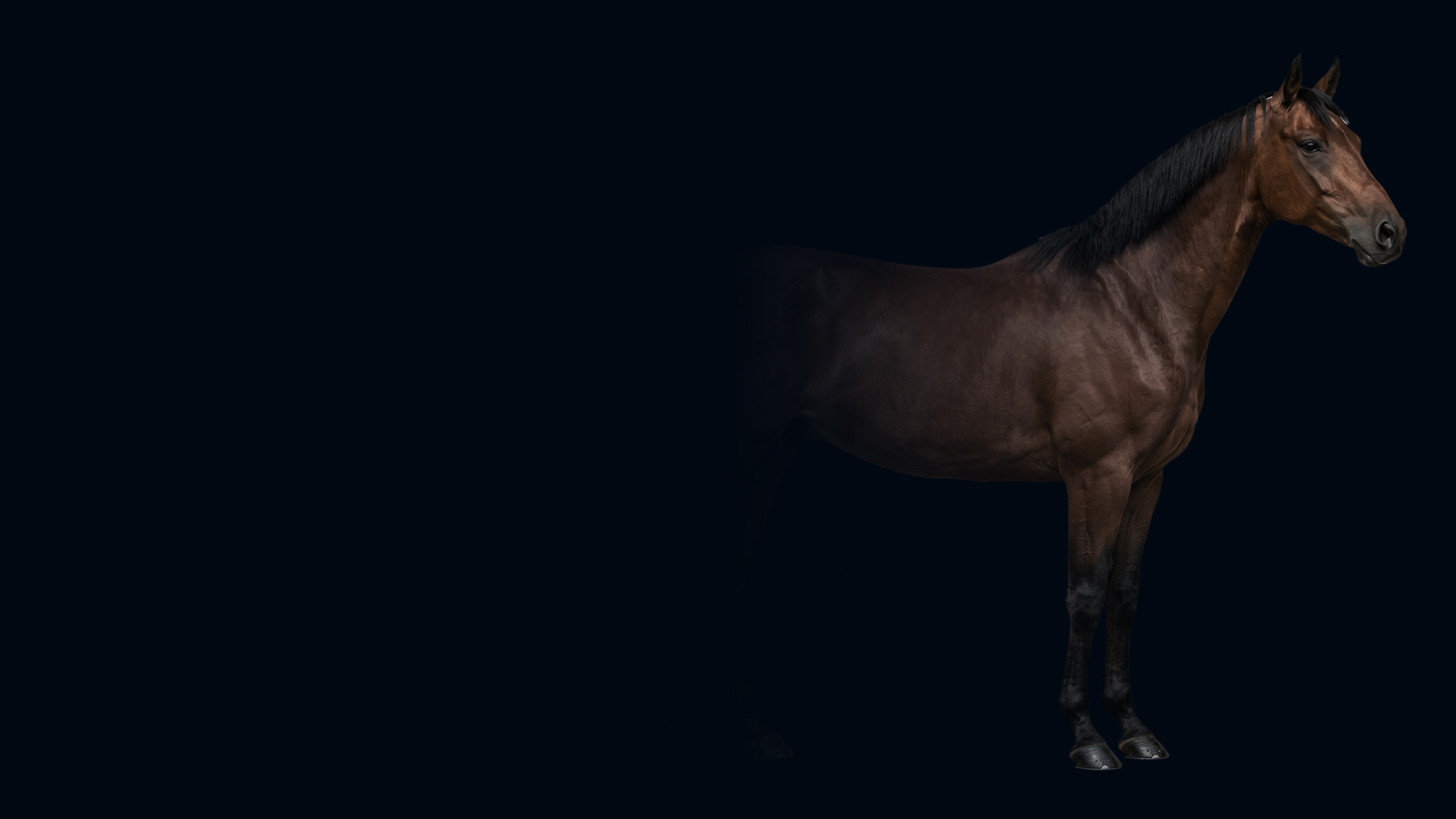 Hero Bild mit einem Pferd auf der rechten Seite